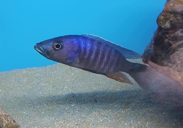 Stigmatochromis modestus 'Mbenji Island'